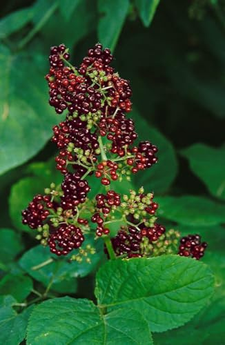 Aralia racemosa 11x11 cm Topf – Winterhart, Mehrjährig, Pflegeleicht – Amerikanische Narde – Schattenstaude für Beet & Gehölzrand