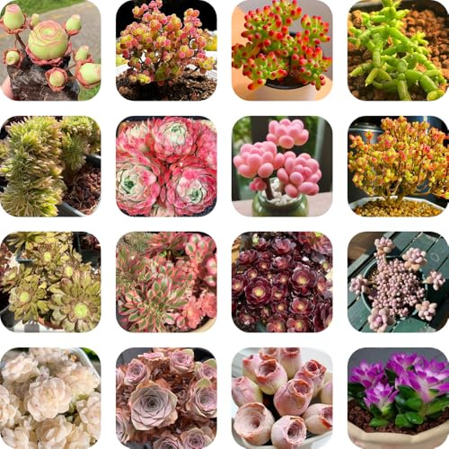 semi di grasse, succulente da giardino roccioso resistenti da balcone esterno decorazione 350pcs