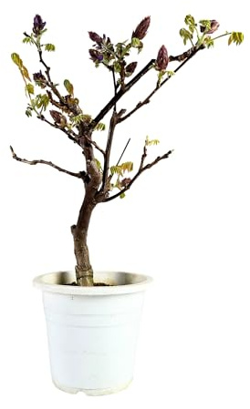 Glyzinien-Bonsai-Baum - Wisteria Floribunda aus Japan - (15 cm Schale, 55-65cm Höhe)