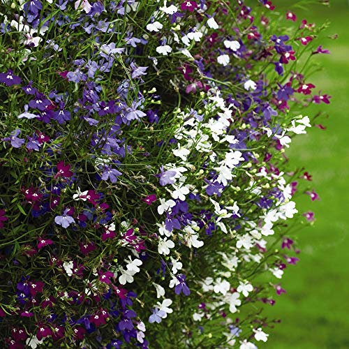 Lobelia ‘Cascade Improved Mixed’ Half Hardy Annual Flowering Garden Plants Easy to Grow You Own 30 x Plug Plants by Thompson and Morgan