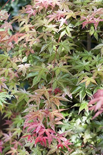 Acer palmatum 'Deshojo' 30-40 cm, Japanischer Ahorn, leuchtend rote Blätter im Frühjahr, ideal für Kübel und Gärten, pflegeleicht, dekorativ