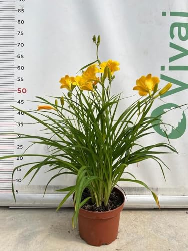 PIANTA DI HEMEROCALLIS V.18 (foto reale)