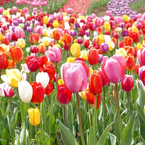 Eden Brothers Tulip Bulbs, Landscaper Mix, 100 Bulbs | Perennial Flowers, Spring or Fall Planted, Full Sun, Indoor Forcing or Outdoor Planting, Easy-to-Grow | Zones 3, 4, 5, 6, 7, 8