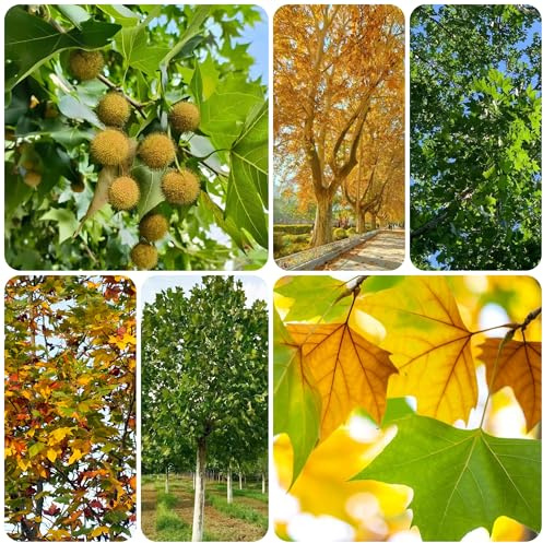 Platanus orientalis semi di sostenibili resistenti in vaso sempreverdi da balcone da ufficio mini giardino biologico resistenti in vaso esterno decorazioni 130semi