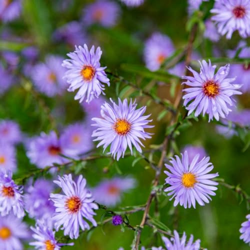 Sommeraster Aster Frikartii Mönch – 24 Pflanzen – 10-25cm – Ø9cm – Langblühende Staude für Sonnige Beete – Bienenfreundliche Gartenpflanze – Herbstblüher – Blauviolette Blüten