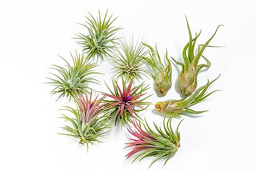 PLANDAIRE - PACK Plantas de Aire - Tillandsia Ionantha Rosada, Tillandsia Ionantha Verde, T. Caput-medusae, Plantas con flor naturales - Exterior e Interior (9)