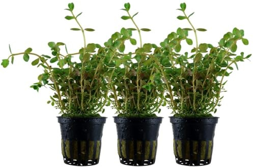 AquaOne Aquarium Pflanze 3 Stück Rotala rotundifolia Stängelpflanze | Mittelgrund, Wasserpflanze, Aquariumpflanze, voll durchwurzelt, Aquascaping, Dekoration