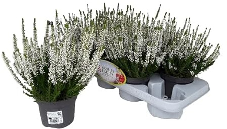 Calluna Mix Color - Planta Arbustiva Natural y Resistente para Exterior