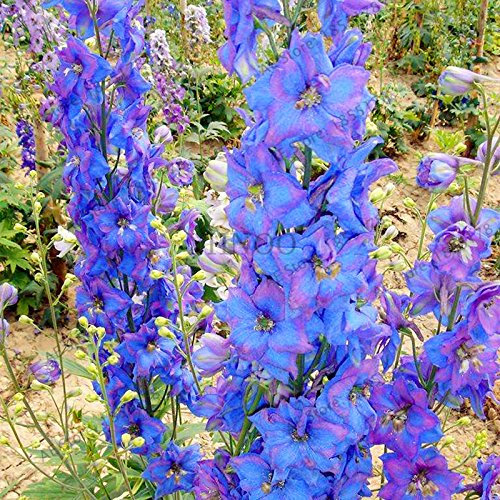 100pcs/bag seeds Rocket Larkspur – Consolida DELPHINIUM ajacis Flower Plant for Home Garden Blended Colour Delphinium, 6 : Seeds Only