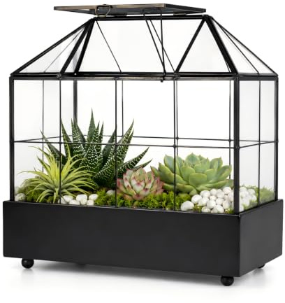 YIMORENCE V Großes Hohes Glas-Terrarium, Gewächshaus Mit Deckel Und Tablett für Den Innenbereich - Für Orchideen, Sukkulenten, Kakteen - 24 x 24 x 14 cm