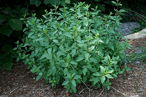 Semi di menta verde (Mentha spicata) ~ 500 Semi, crescerà al chiuso o all'aperto, biologico!