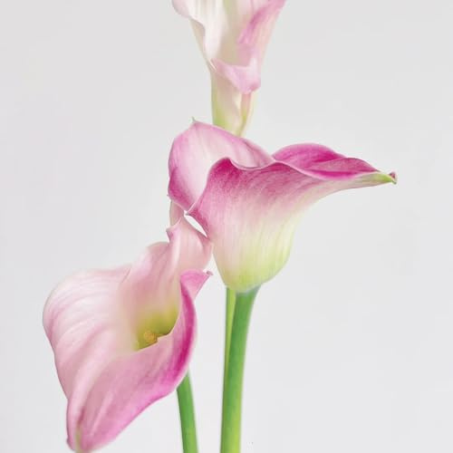 7bulbi di calla sono perenni resistenti autunnali dalla resistente di calle da giardino, forniture, mini giardino