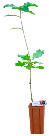 Chêne pubescent de 2 ans - Pépinière de Puymège - Plant truffier mycorhizé à la truffe du Périgord - Tuber mélanosporum