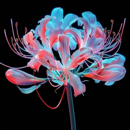 Lycoris radiata bulbi,piante erbacee perenni,Lycoris radiata,Lycoris radiata Garden,di fiore lycoris,Pianta radice tubero(senza semi,non artificiali)-2bulbi-C