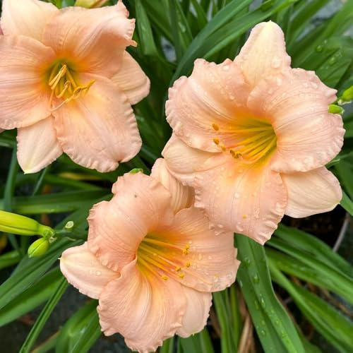 Semi di daylily, Hemerocallis fulva, balcone resistenti perenni agli emerocallidi, per luoghi soleggiati, 100pcs