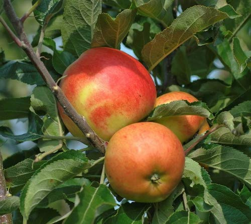 Müllers Säulenapfel 'Starcats' ca. 60 bis 80 cm im 10 Liter Topf, winterhart, hohe Erträge, robust gegen Pilzkrankheiten, perfekt für Balkon oder Terrasse
