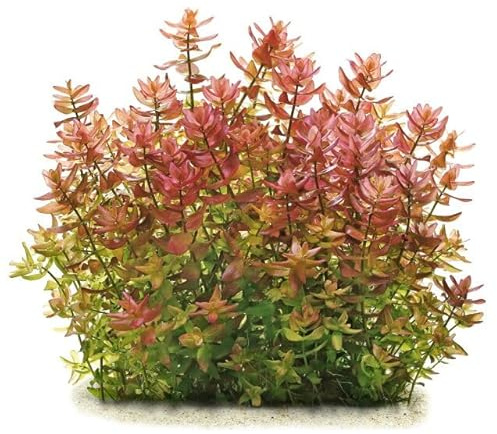 Bacopa caroliniana Colorata / Bacopa sp. Colorata - *TOP-RARITÄT* x1 Bund - Wasserpflanzen für Aquarien