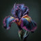 Cebollas iris, Lirio Espada Resistente, Cebollas Lirio Espada, Iris Perenne, Plantas de calidad, Plantas de jardín Ideales, Rizomas perennes del irio, 4 bulbos-g