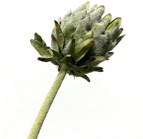 X psblty 2 Stems/Bouquet Flocked Single King Protea Artificial Flower, High-End South African Princess Flower Pin Cushion Flower, Faux Flower for Home Hotel Lobby Decoration(Green)