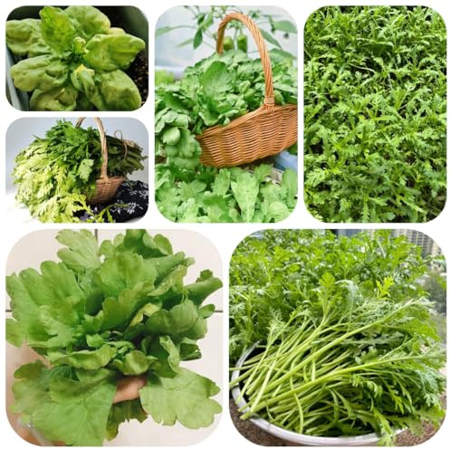 semillas de crisantemo coronario, decoración de jardín exterior, crisantemo comestible de variedades antiguas exóticas resistentes 800pcs