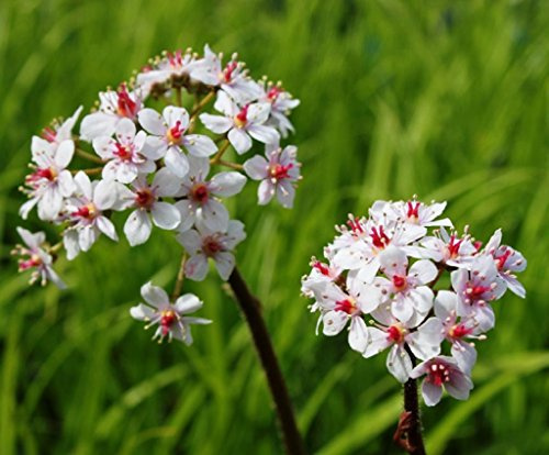 WASSERPFLANZEN WOLFF - 4er-Set im Gratis-Pflanzkorb - Darmera peltata - Peltiphyllum peltatum - Schildblatt, rosa