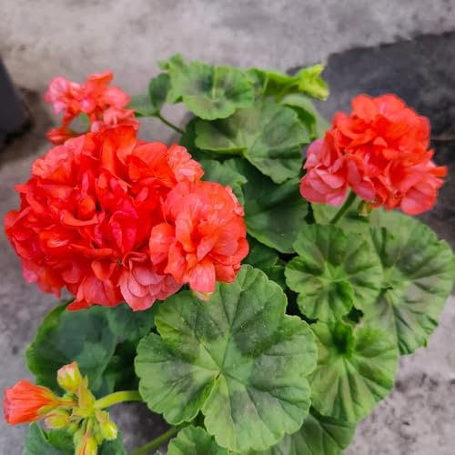semi di geranio perenni - balcone decorazione da giardino per esterni letto rialzato per 300pcs