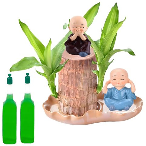 Brazilian Wood Plant,Lucky Plant Indoor Fashionable Home Office Decoration Lucky Indoor Plants Enhance Workspace Aesthetics Suitable for Both Home and Office Spaces