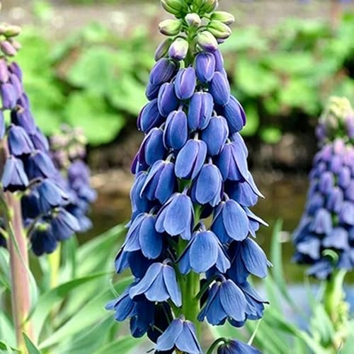 imperiale coronata - giardino interno di balcone d'appartamento esotiche balcone 8bulbi