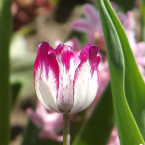 Tulpenzwiebeln : Tulpe  Matahari  20 Blumenzwiebeln