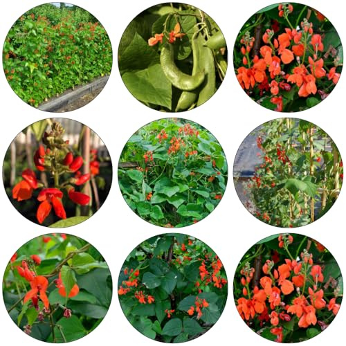 Feuerbohnen - Phaseolus coccineus kletterpflanze Bohnensamen hochbeet balkon topfpflanzen draußen winterhart gemüsesamen alte sorten zimmerpflanze kräuterpflanzen gemüsepflanzen 60samen