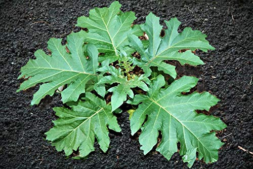 Portal Cool 200 semi di Solanum torvum Chrysotrichum Per Melanzana Albero