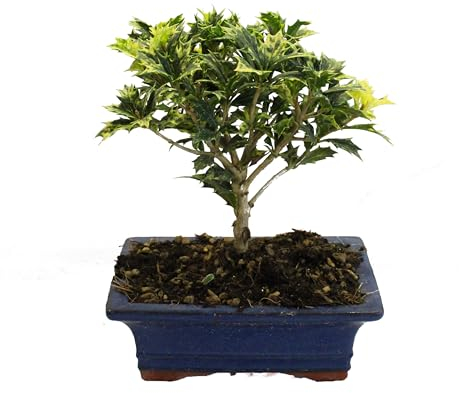 KENTIS - Bonsai Osmanto - Bonsai Vero Osmanthus - Piante Vere da Esterno - Vaso in Ceramica - Vaso Ø 19 cm H 20-25 cm