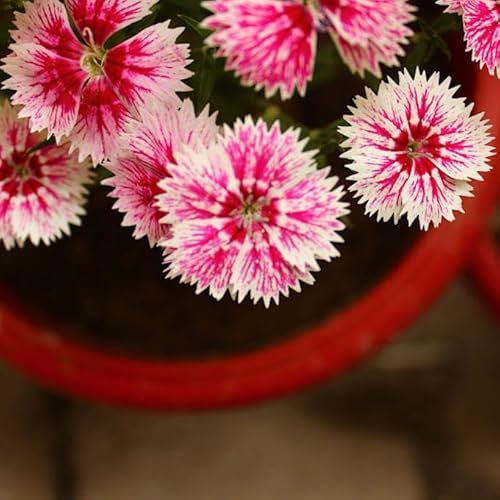Semillas de Clavel Chino Planta Dianthus Chinensis