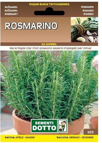 Sicignano | Semi Rosmarino - Pianta Aromatica con Fiori Azzurro-Violetti, Busta Extra - 2 Confezioni da 0.07g, Raccolta Annuo