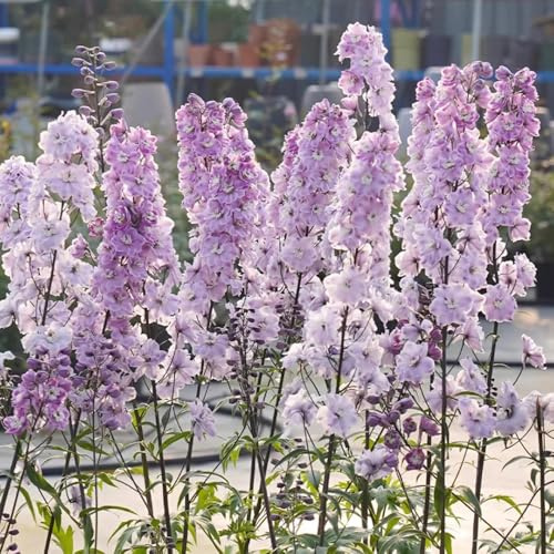 Semi di Delphinium-semi di decorazione davanzale regali per gli amanti del giardino-decorazione soggiorno da appartamento 350pcs