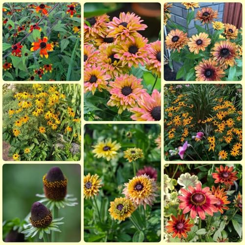 Semillas de equinácea, semillas de Rudbeckia laciniata, regalos sostenibles de balcón resistentes exóticas 350pcs