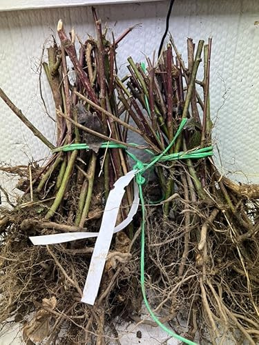 3 Raspberry Plants & 3 BlackBerry Plants (Bare Root) Heritage + Osage