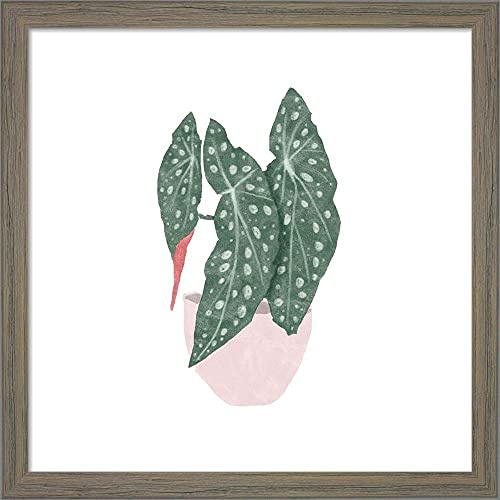 Polka Dot Begonia II by Bannarot Framed Art Print Wall Picture, Unknown Frame, 13 x 13 inches