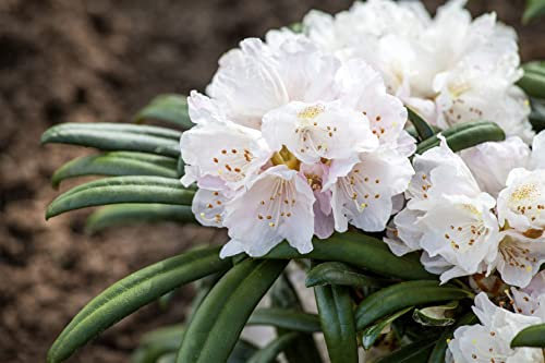 Rhododendron makinoi 'Jens Jörgen Sörensen' 50-60 cm - Immergrüner Rhododendron, rosa Blüten, Blütezeit Mai-Juni, ideal für Halbschatten, winterhart und pflegeleicht