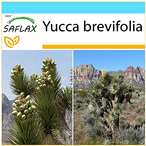 SAFLAX - Geschenk Set - Joshua Tree - 10 Samen - Mit Geschenk- / Versandbox, Versandaufkleber, Geschenkkarte und Anzuchtsubstrat - Yucca brevifolia