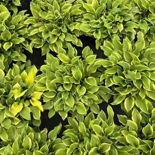 semi di hosta resistenti, esterno giardino, perenni rare vecchie varietà 200pcs