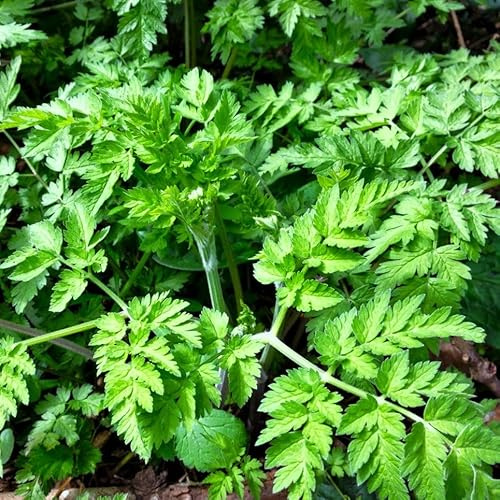 TomorrowSeeds - Chervil Seeds - 1000+ Count - for 2026 Planting Anthriscus Cerefolium French Parsley Cicely Gourmet Provence Green Herb Garden Vegetable Grow Your Own Home Farm Patio Healthy
