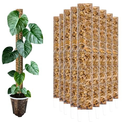 Nils der Pflanzenfreund® Moosstab 30 cm (S) 3 Stück, Klar – Moss Pole, erweiterbare Rankhilfe für Monstera & Kletterpflanzen, Pflanzenstab für Indoor Pflanzen
