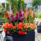 Bulbi estivi Colourful Сontainer Collection - 25 cormi - Gladioli/Dalie/Begonie/Crocosmia - Miscela di bulbi perenni resistenti - Qualità olandese - Per giardino e balcone