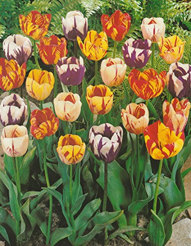 50 Gemischte Rembrandt Tulpen Blumenzwiebeln