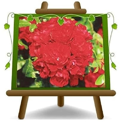 Rosai - Cubresuelo – Centro Rose – Red Mirato Flor 5 – 6 cm – Maceta 19 x 19 cm – 6 litros – Edad 3 años