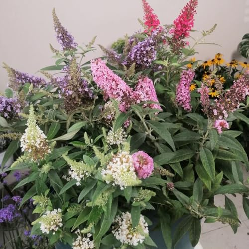 semillas resistentes de Buddleja - Decoración de balcón, raras 600pcs