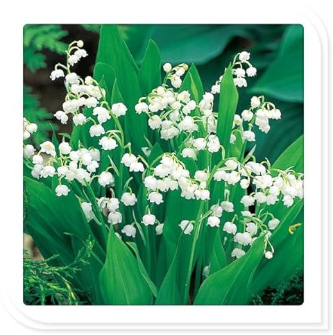 Rizoma de lirio de los valles perenne, Decuado para plantar al aire libre, Diseño de paisaje, Floración duradera-15 Rizomas-b