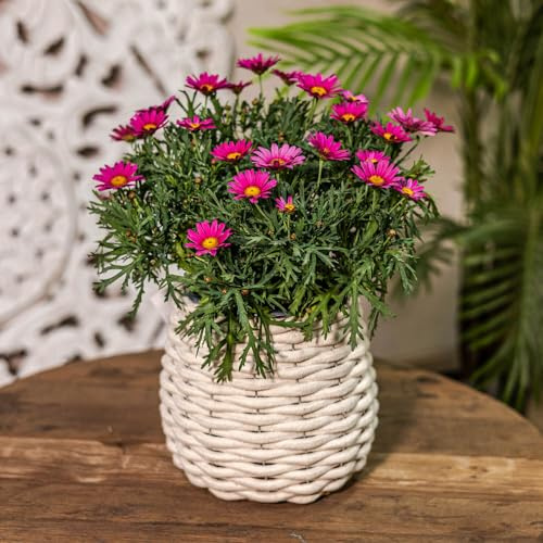 Blumentopf rund mit Einsatz Konisch Ø 17 x 17cm Regalkorb geflochten Aufbewahrungskorb Über-Topf Blumen-Korb Baumwolle