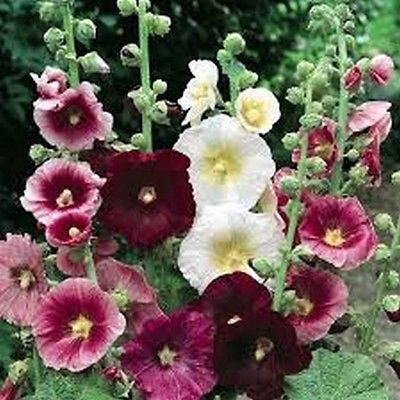 Malvarosa (Alcea rosea) - Indian Spring Mix-50 Semi